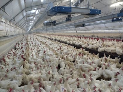 Volière avicole en production, équipements d’alimentation et d’abreuvement en service